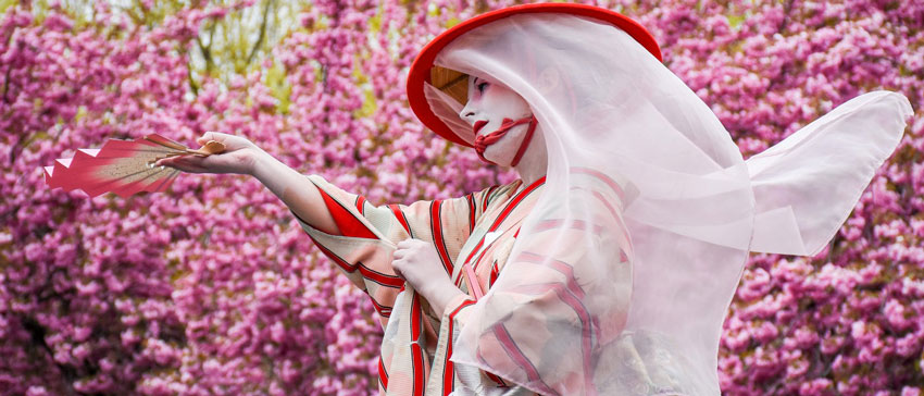 Floración de los cerezos - Festival Sakura Matsuri en el Jardín botánico de Brooklyn